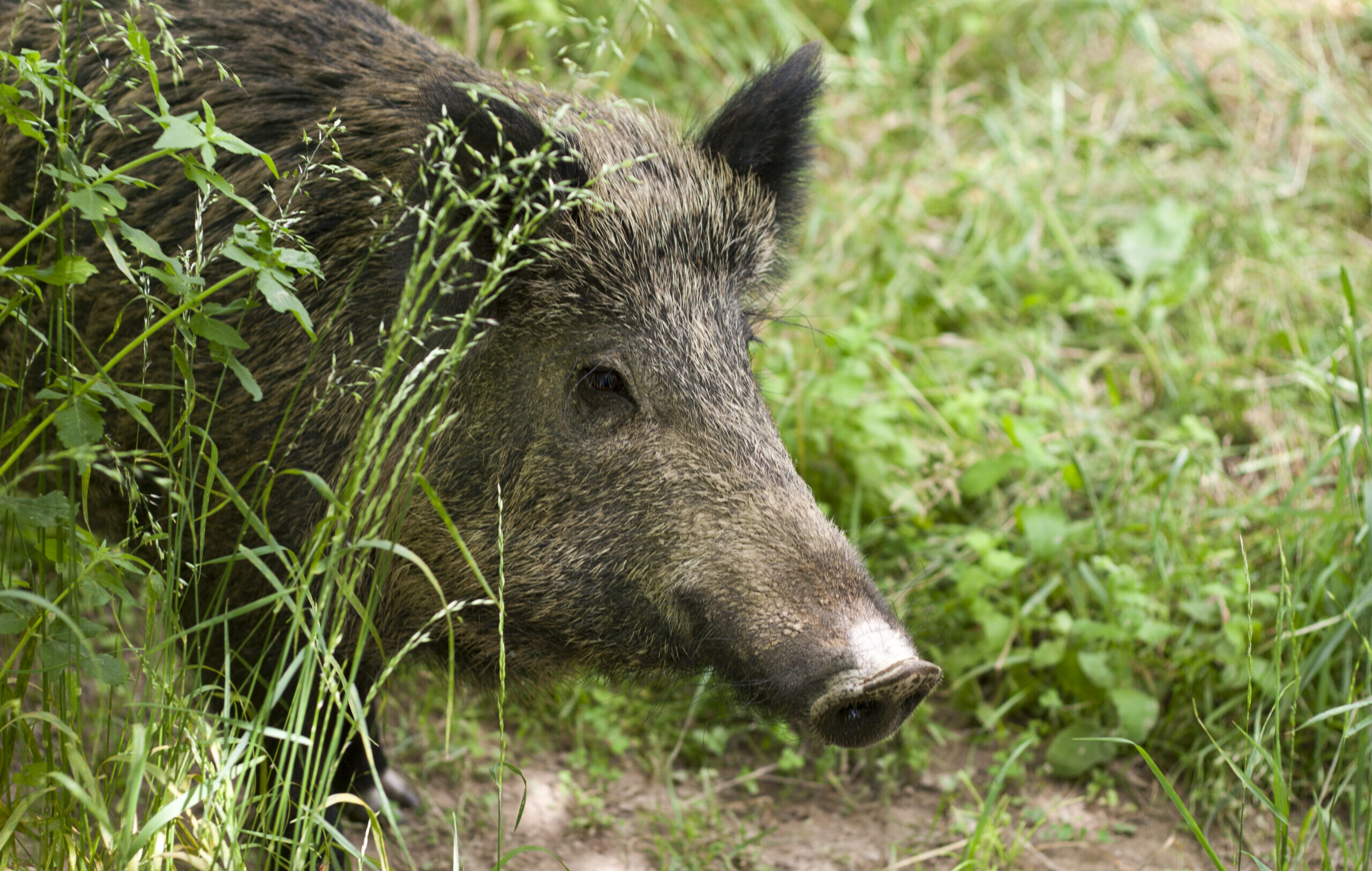 Francesco Macrì - Cat.B - Il cinghiale - presso Cardinale (CZ)