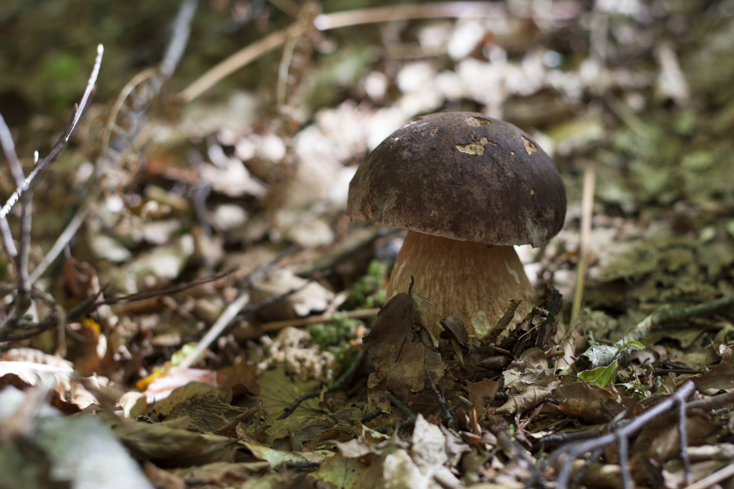 Francesco Macrì - Cat.B - Il porcino 1 - presso Cardinale (CZ)