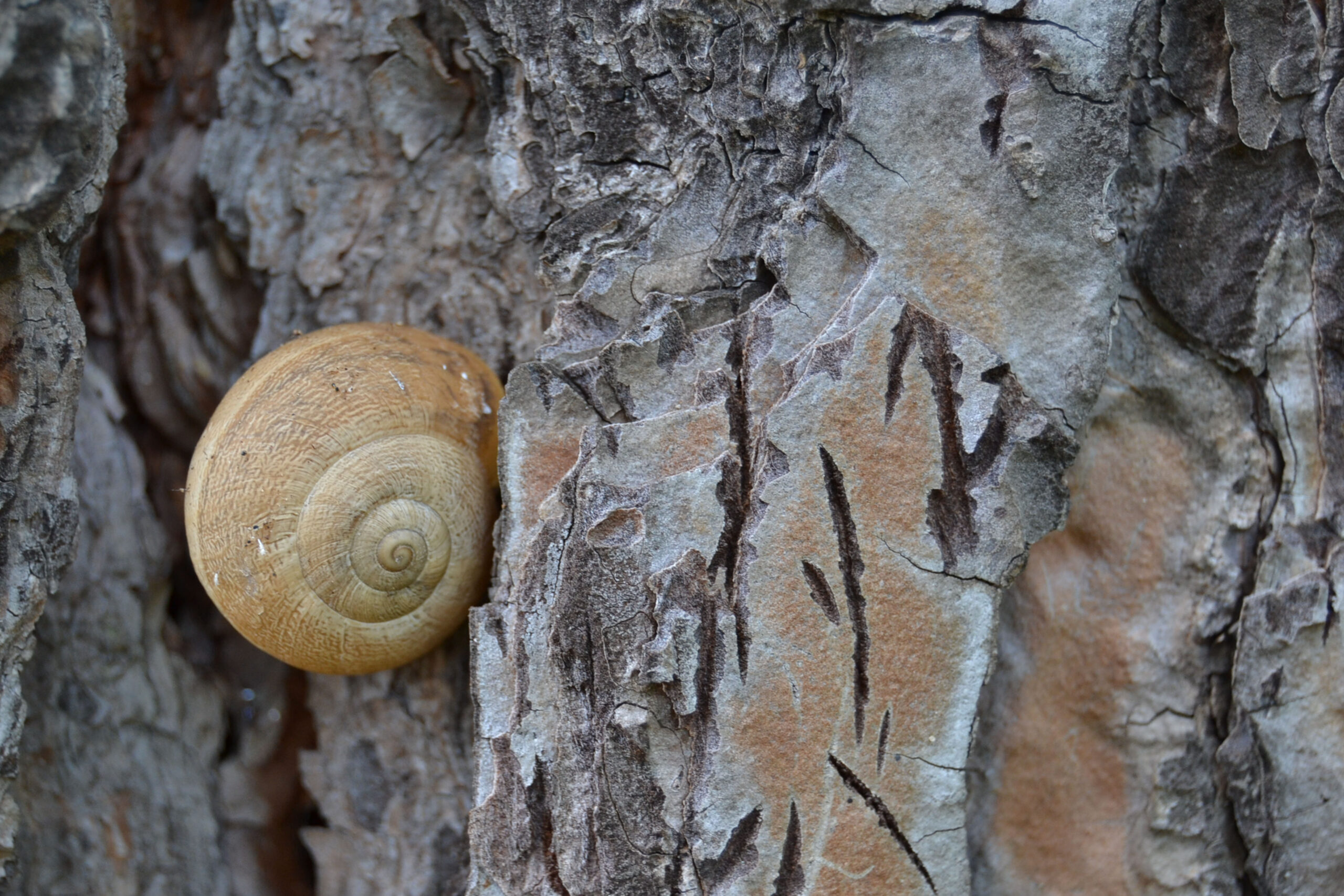 Giulia Teresa Scordo - Cat.B - Semplicità — presso Davoli (CZ)